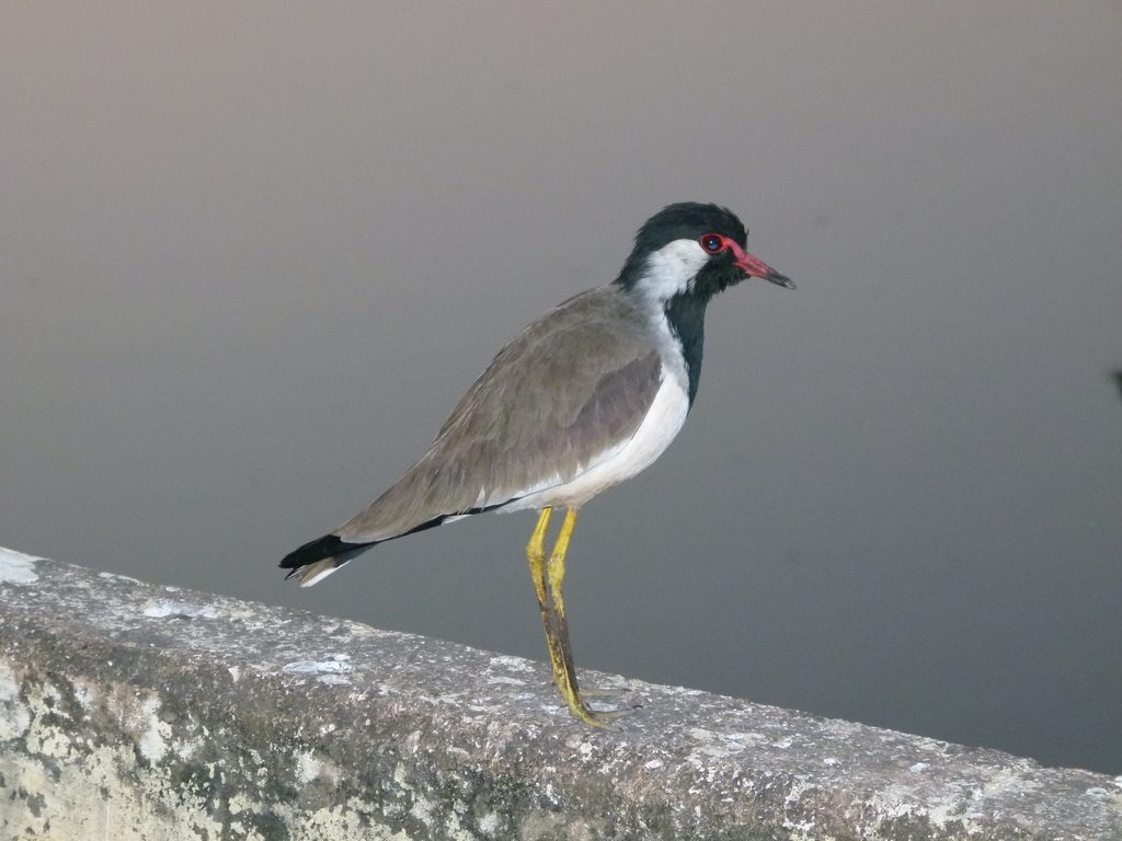 Red-wattled Lapwing