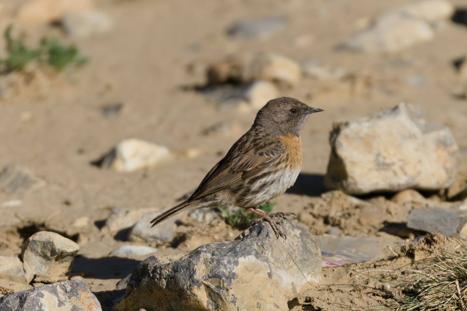 Robin Accentor