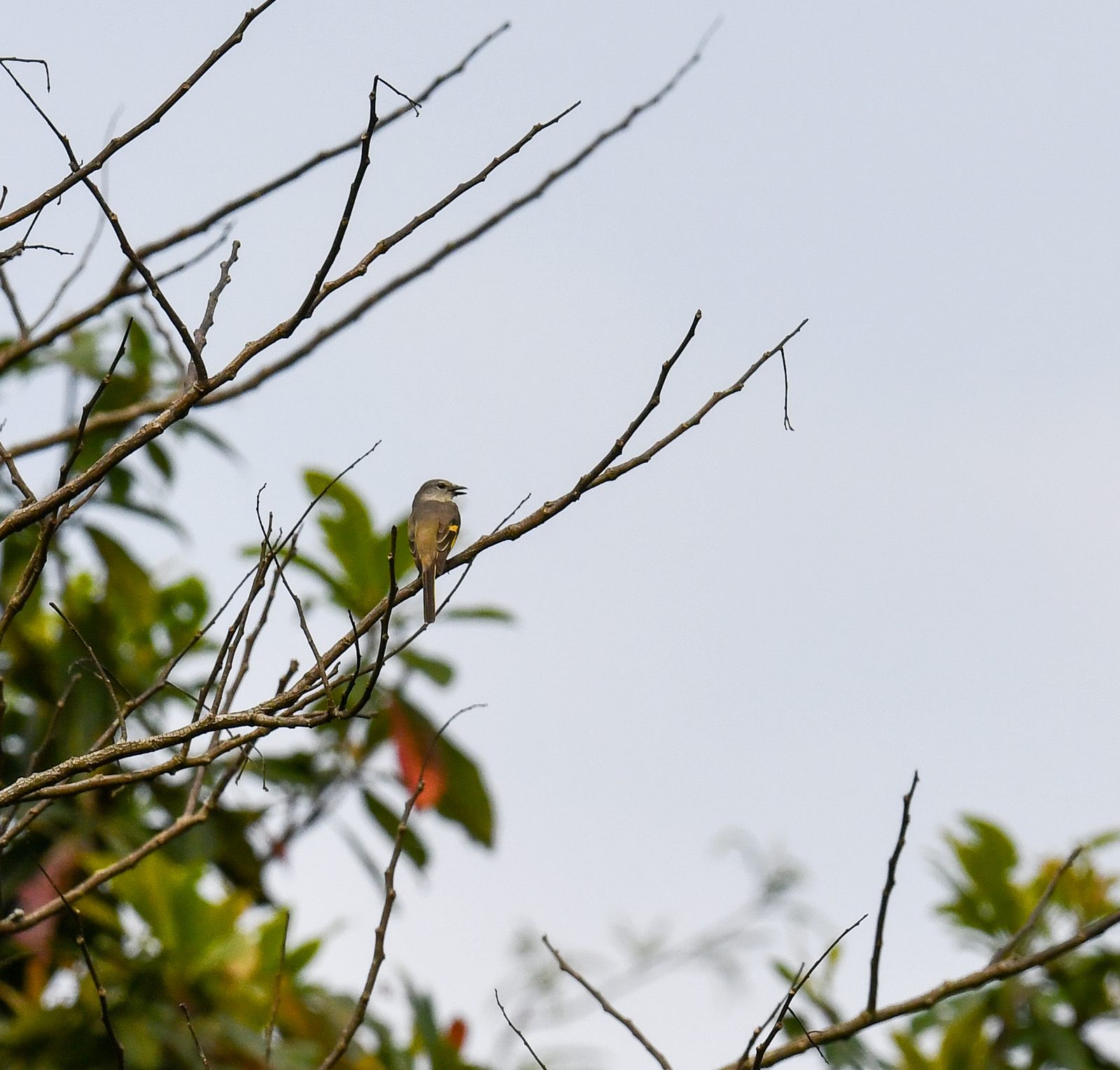 Rosy Minivet
