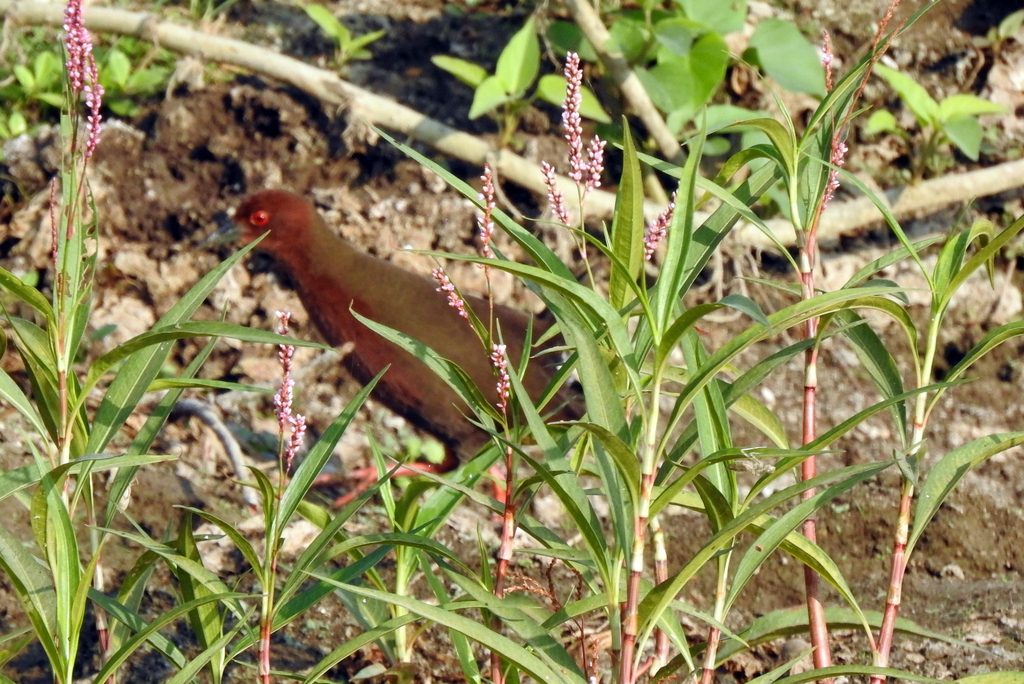 Ruddy-breasted Crake