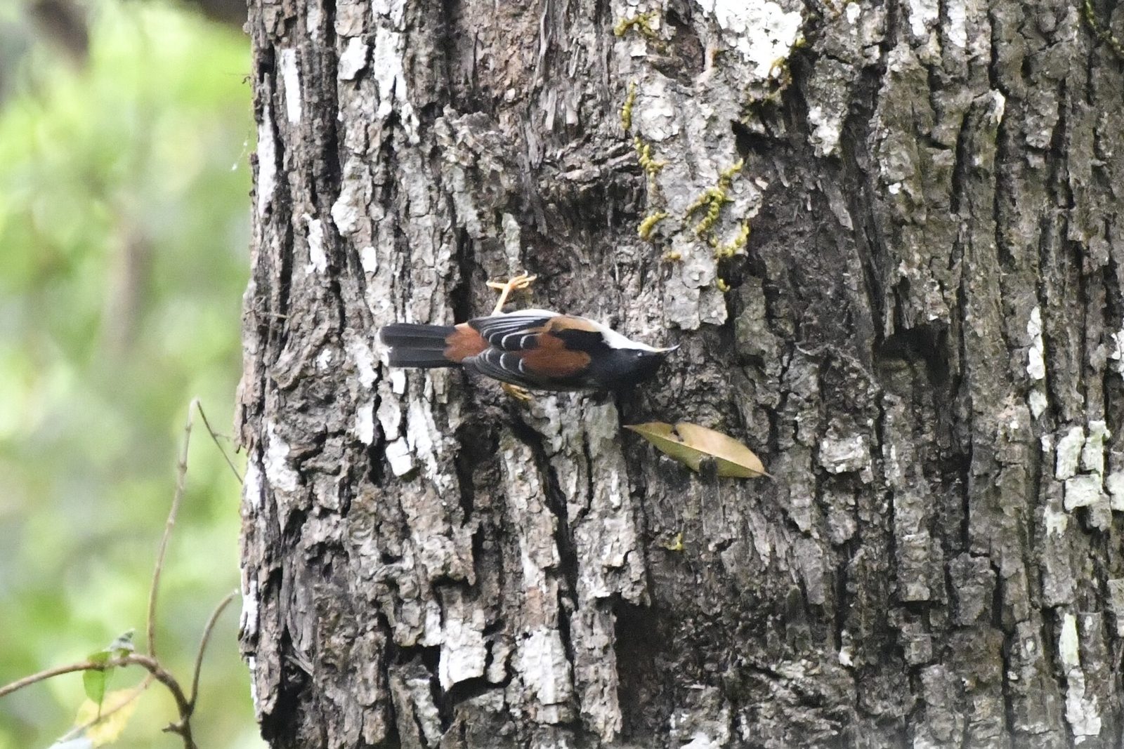 Rufous-backed Sibia