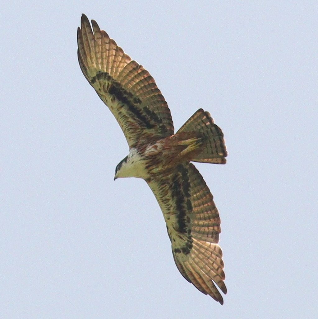 Rufous-bellied Eagle