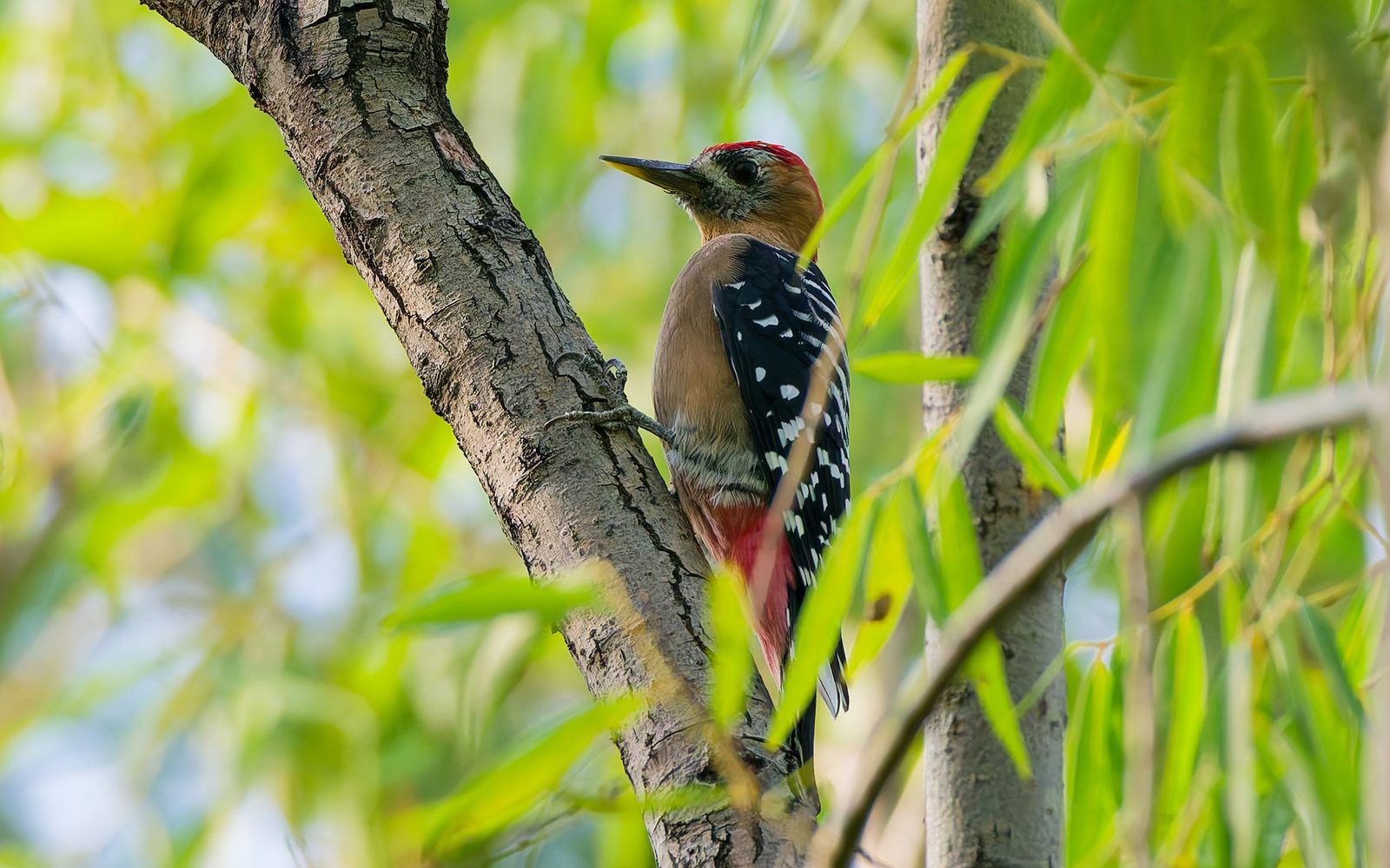 Rufous-bellied Woodpecker