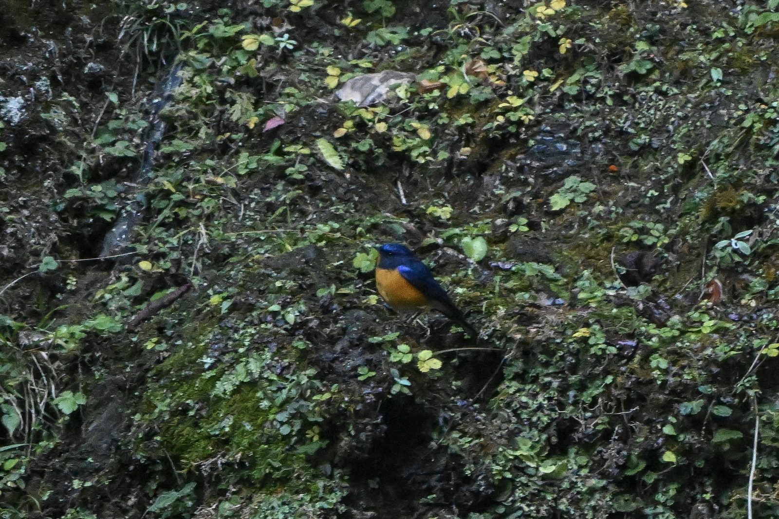 Rufous-breasted Bush Robin