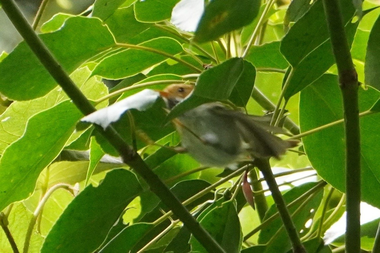 Rufous-faced Warbler