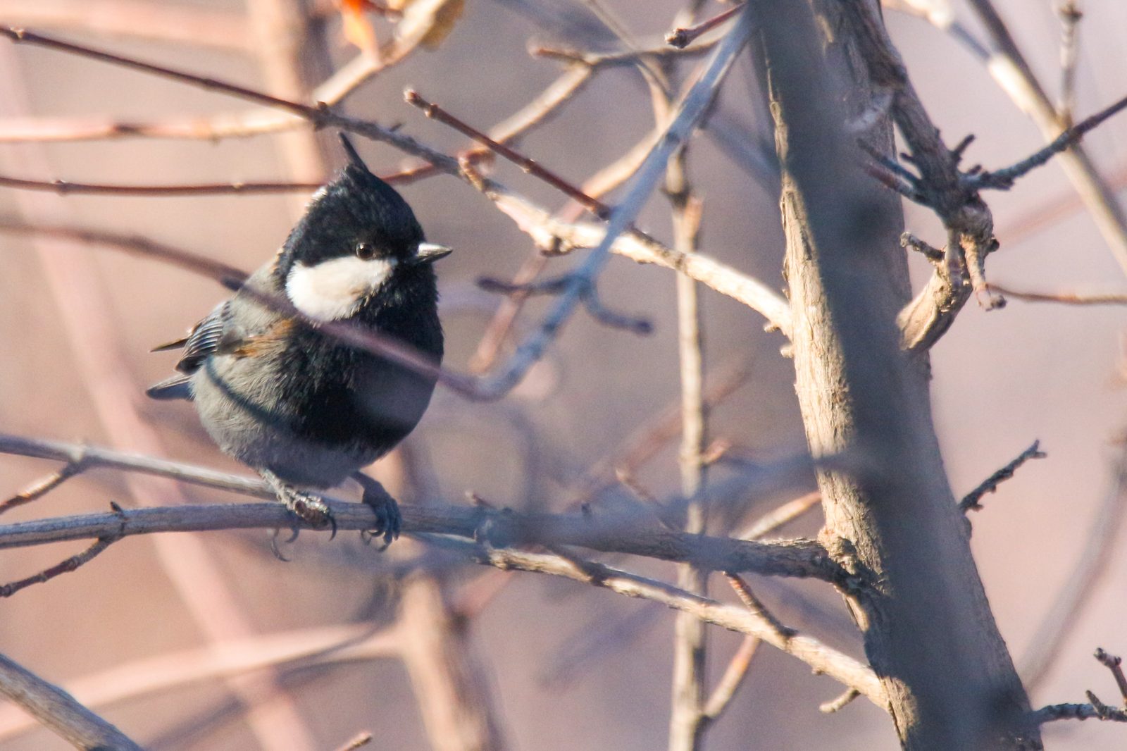 Rufous-naped Tit