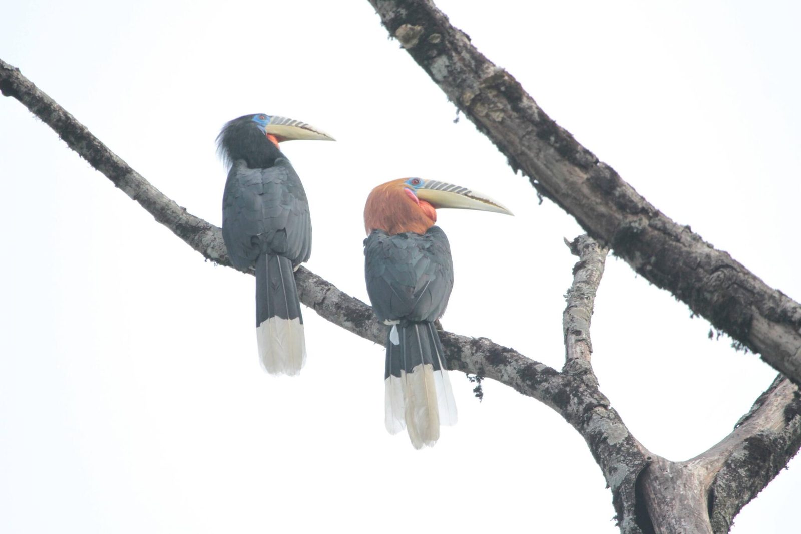 Rufous-necked Hornbill