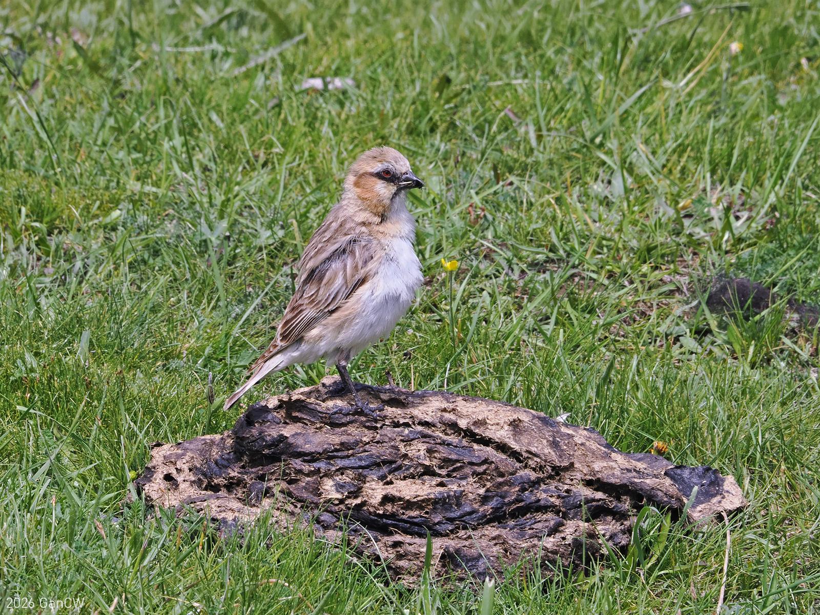 Rufous-necked Snowfinch