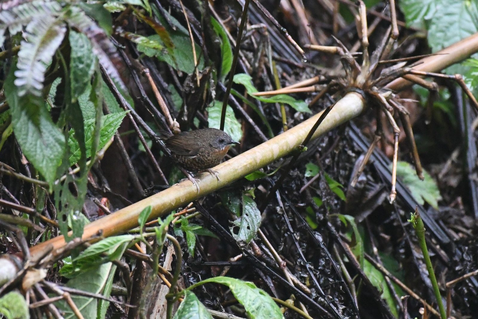 Rufous-throated Wren-Babbler
