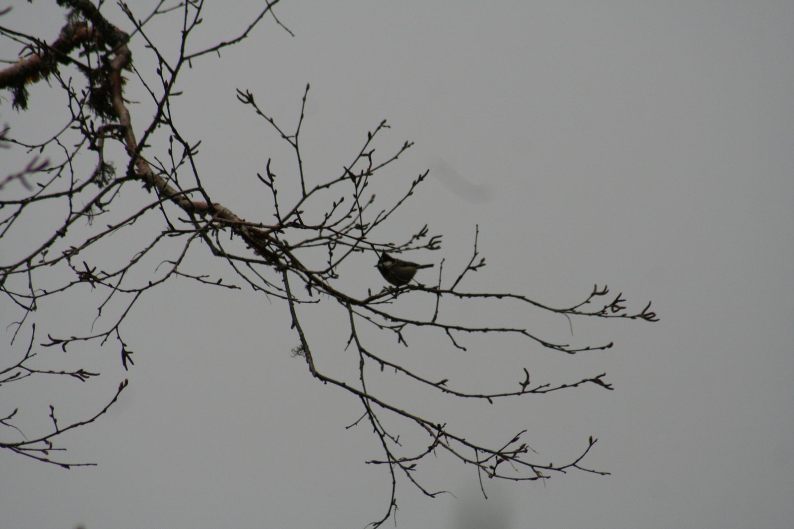 Rufous-vented Tit