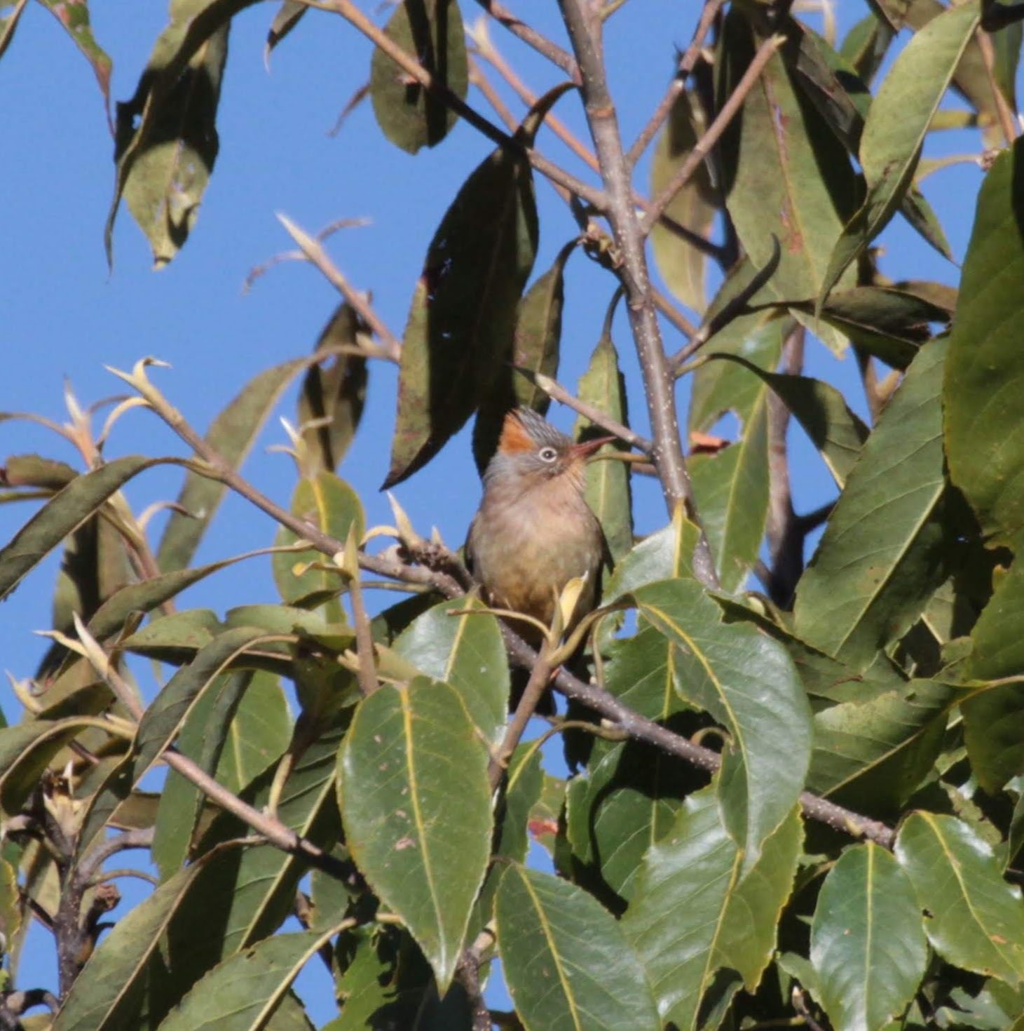 Rufous-vented Yuhina