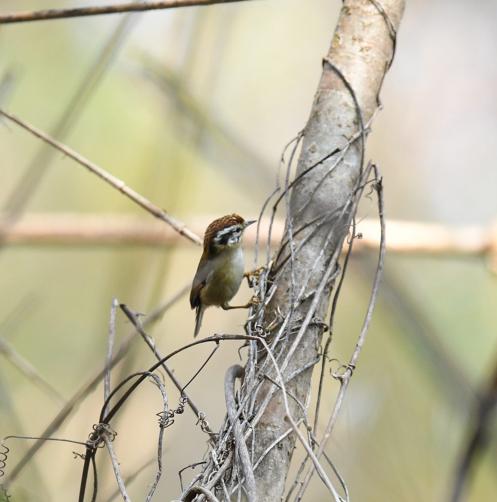Rufous-winged Fulvetta