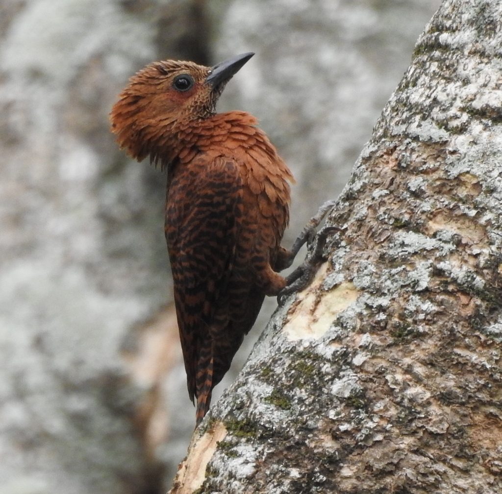 Rufous Woodpecker