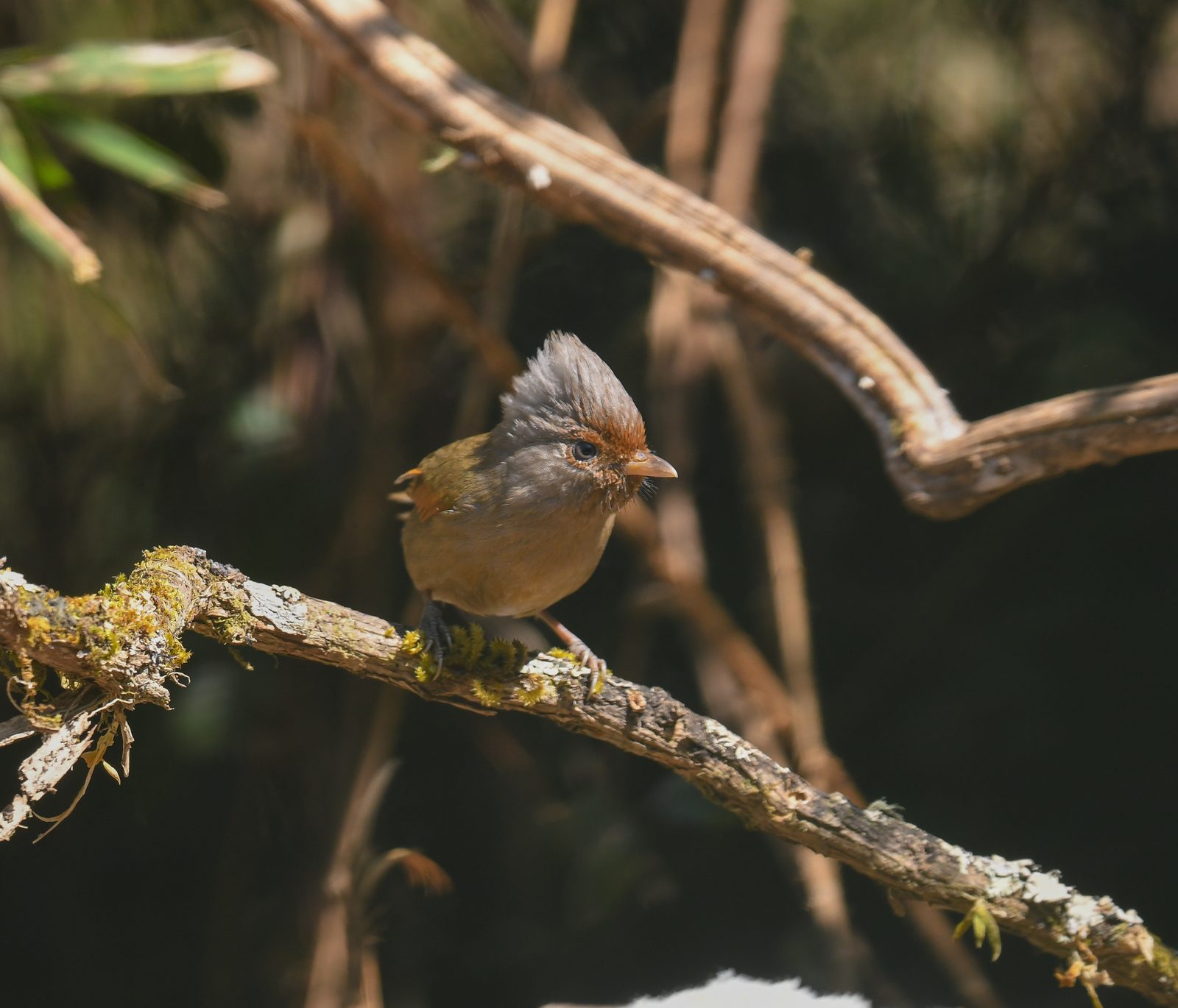 Rusty-fronted Barwing