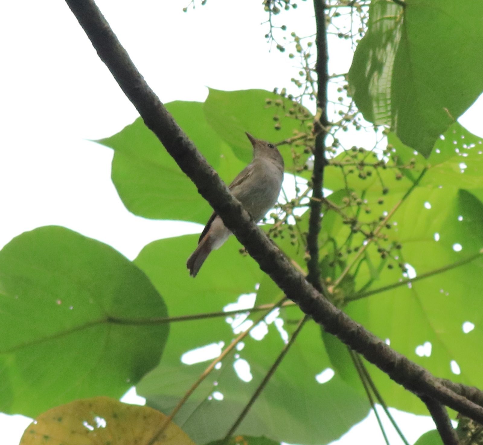 Rusty-tailed Flycatcher