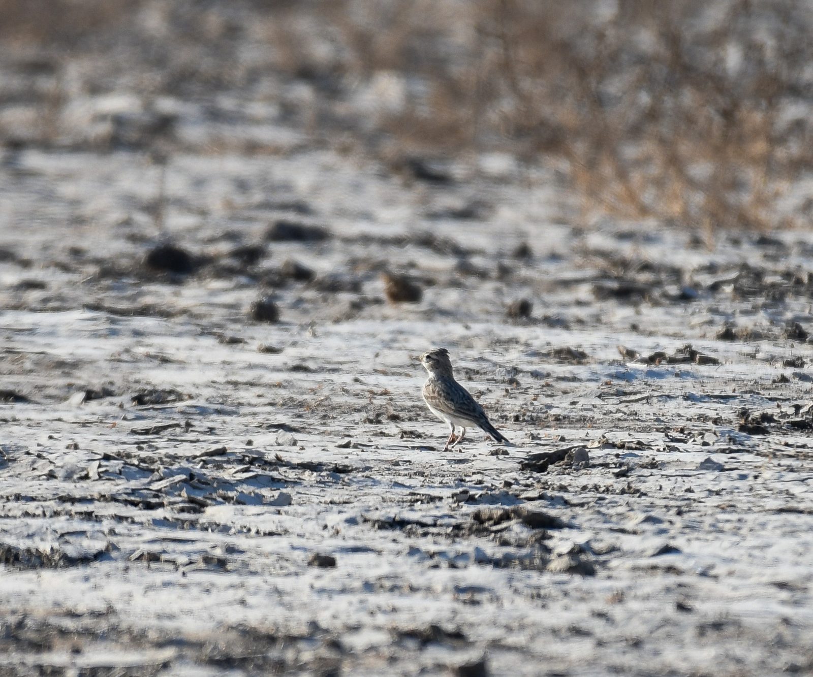 Sand Lark