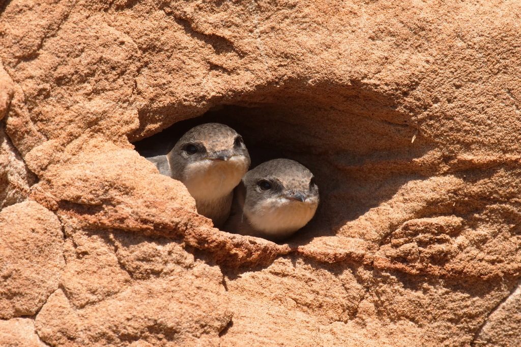 Sand Martin