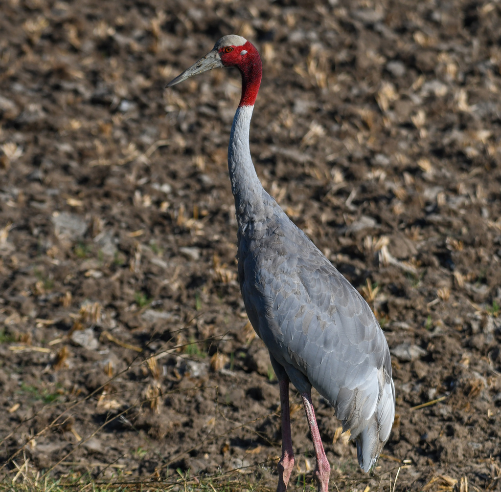 Sarus Crane