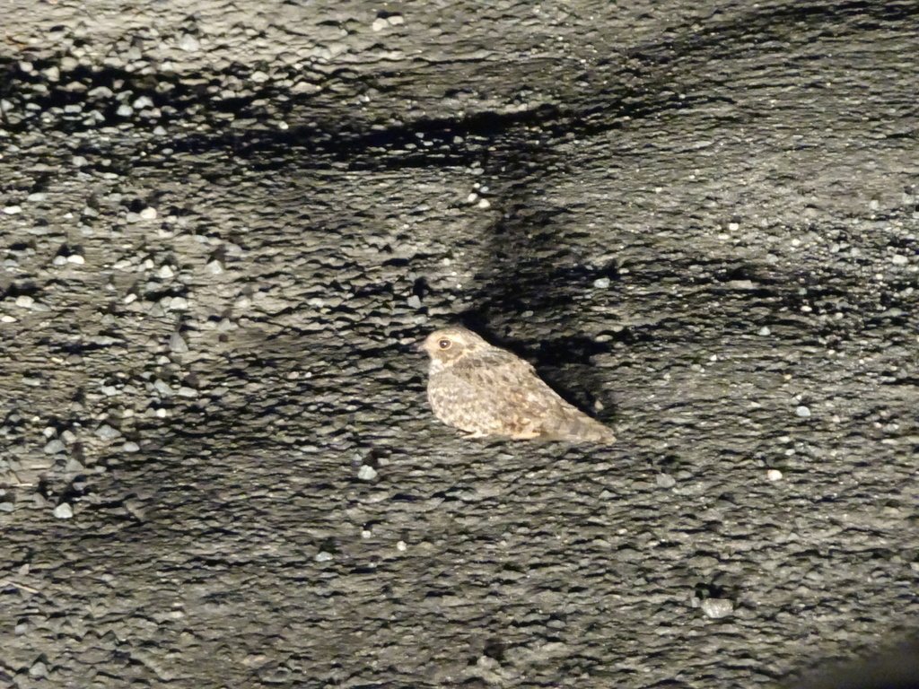 Savanna Nightjar