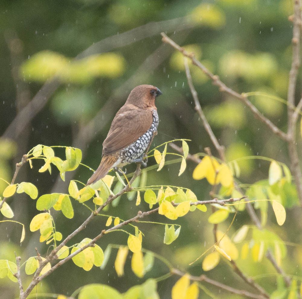 Scaly-breasted Munia
