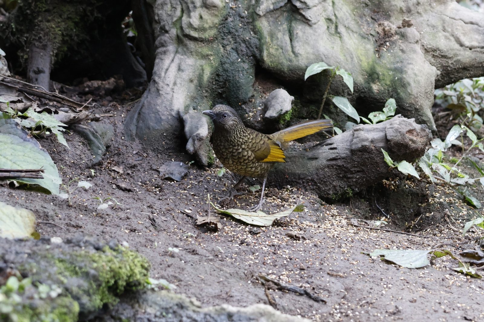 Scaly Laughingthrush