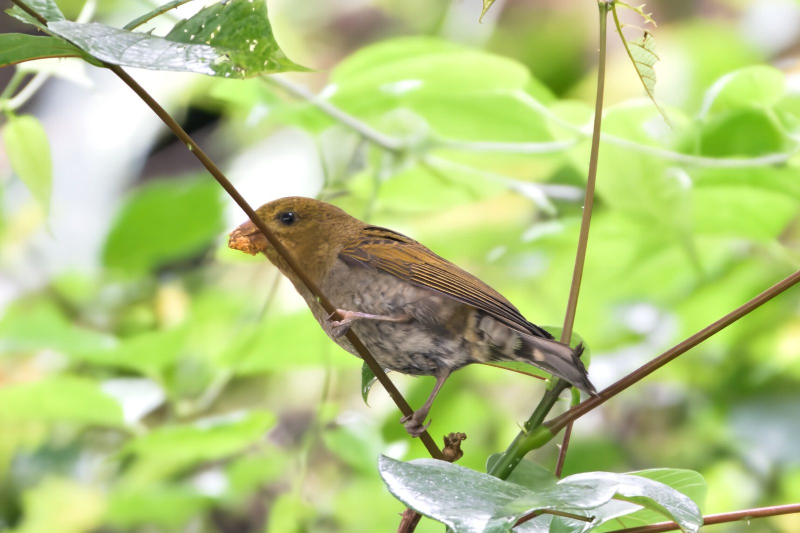 Scarlet Finch
