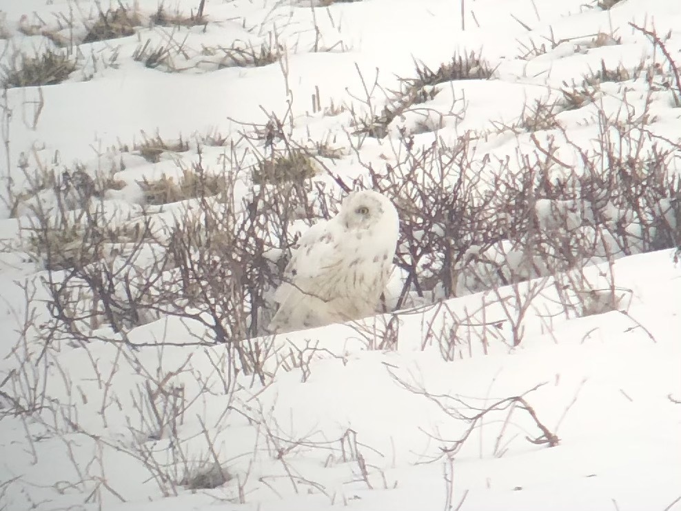 Short-eared Owl