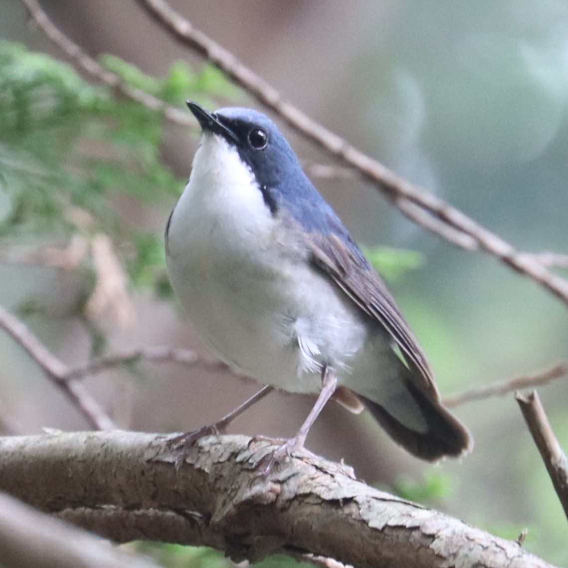 Siberian Blue Robin