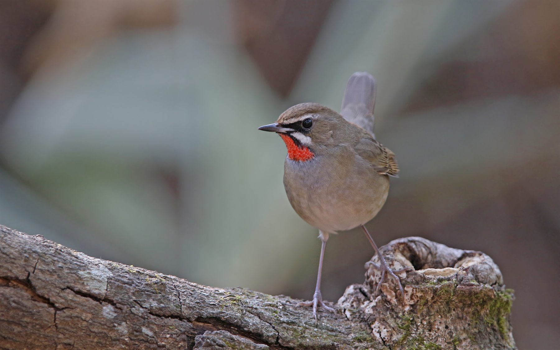 Siberian Rubythroat