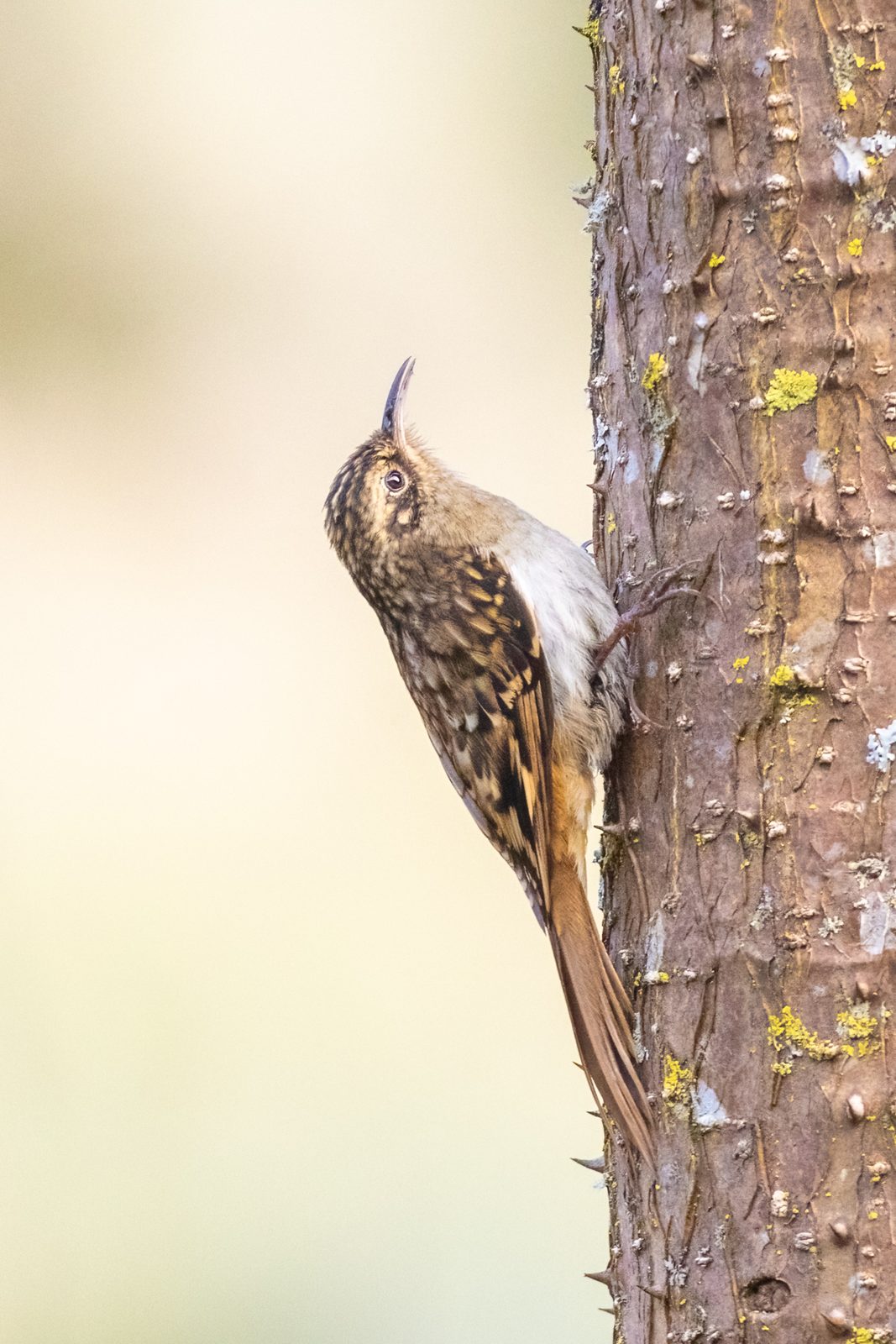 Sikkim Treecreeper