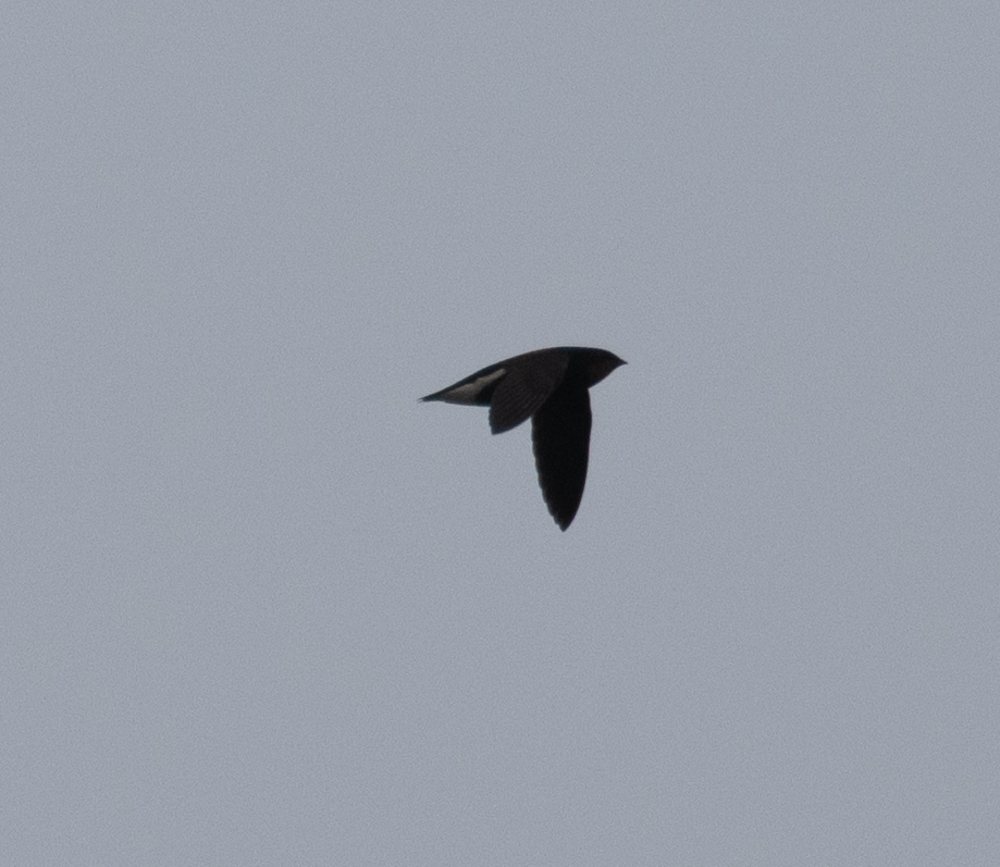 Silver-backed Needletail