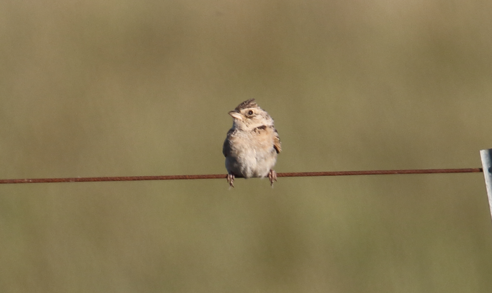 Singing Bush Lark