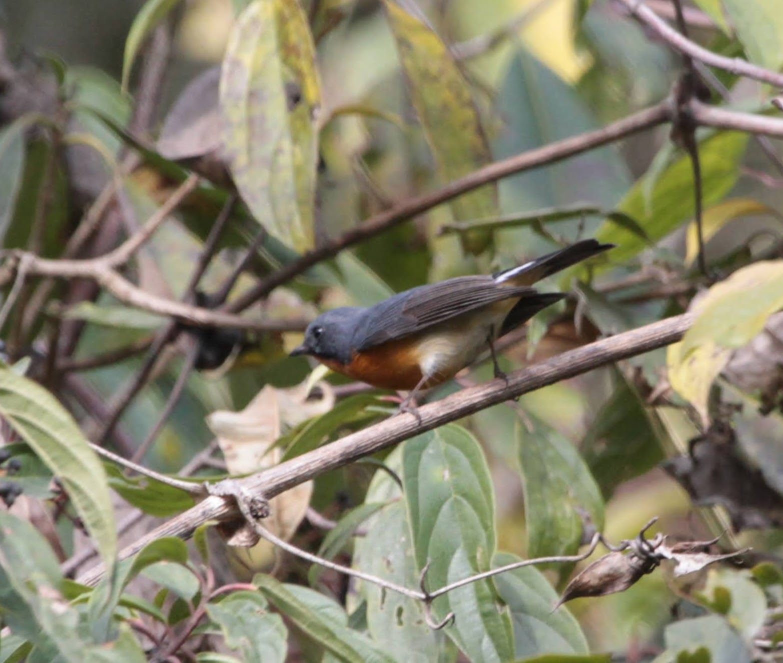 Slaty-backed Flycatcher
