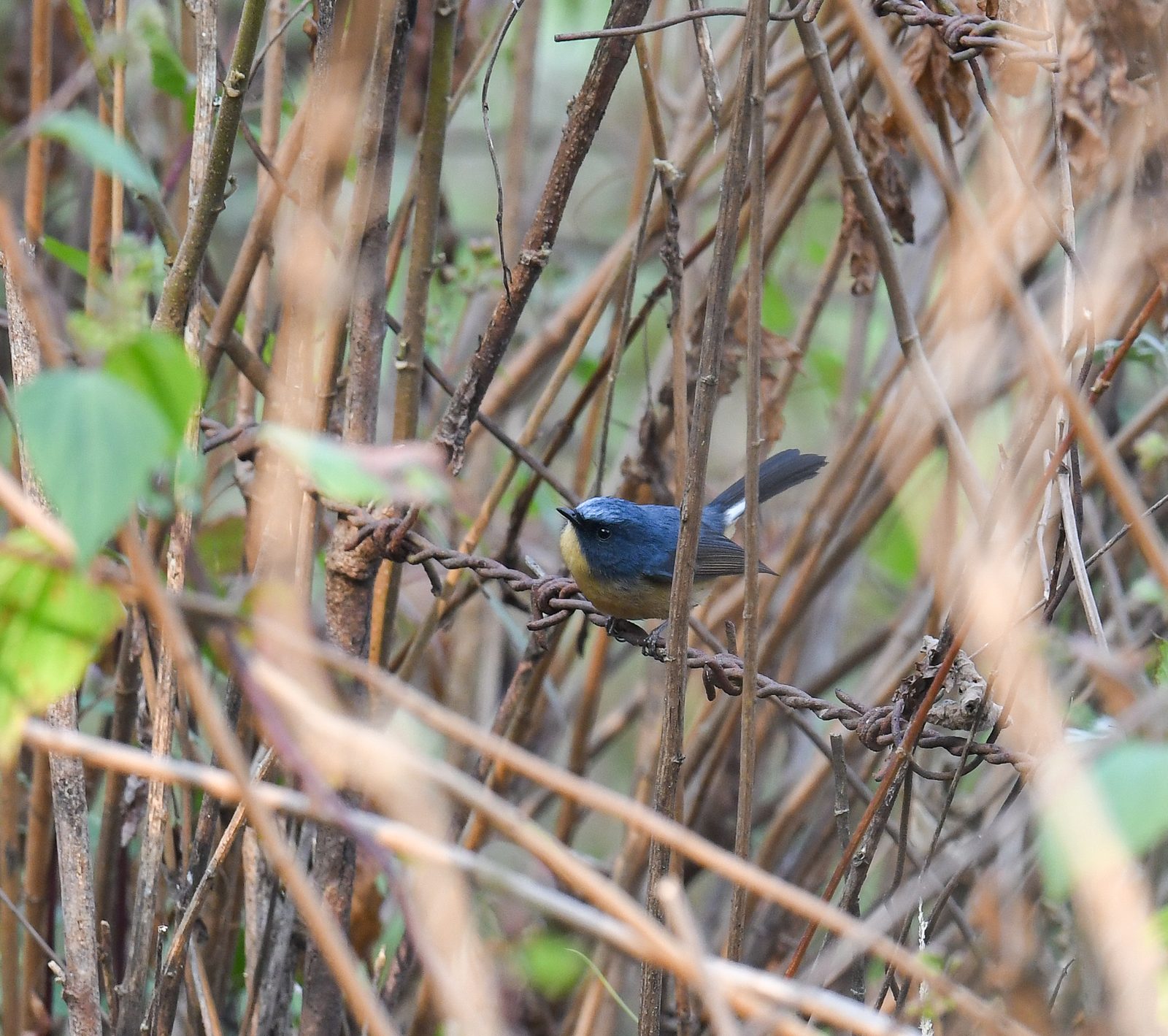 Slaty-blue Flycatcher