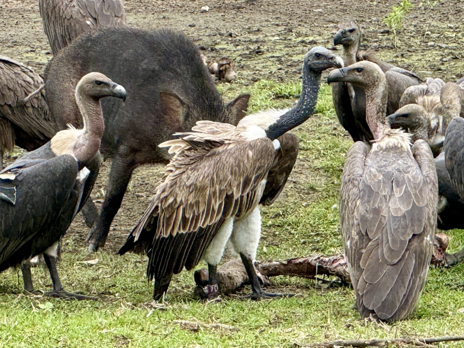 Slender-billed Vulture