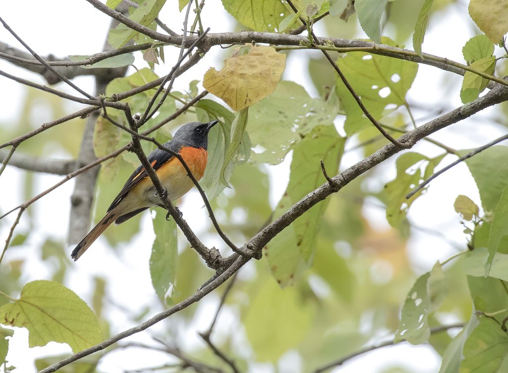 Small Minivet
