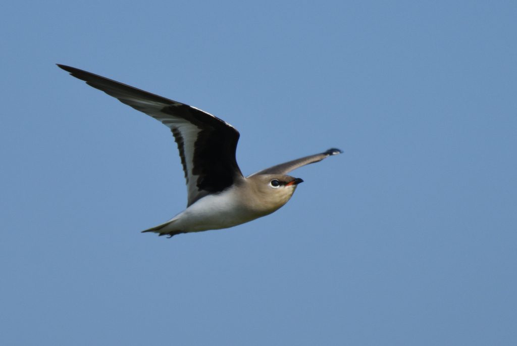 Small Pratincole