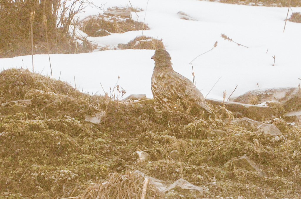 Snow Partridge