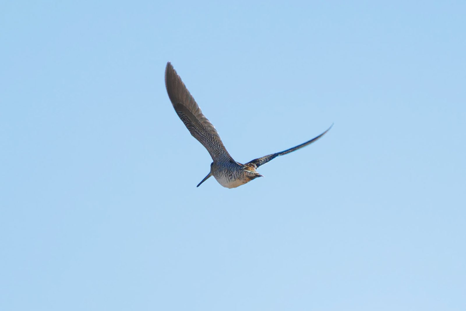 Solitary Snipe