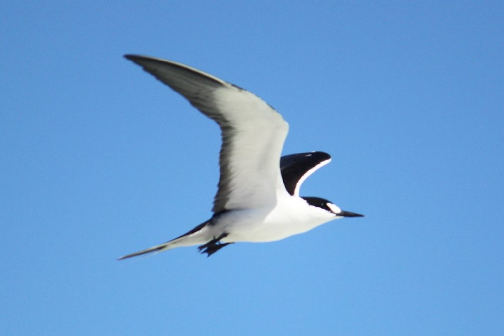 Sooty Tern