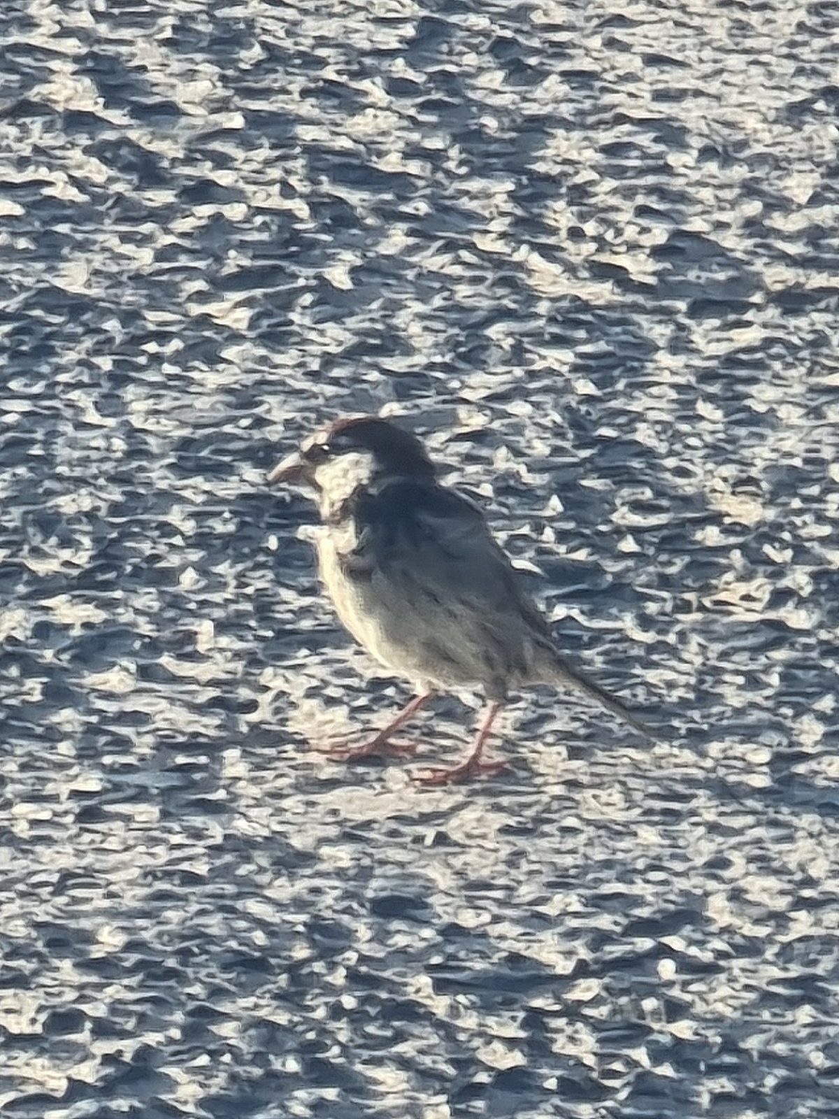 Spanish Sparrow