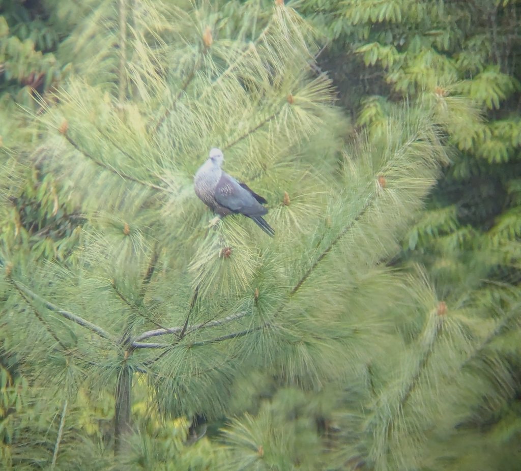 Speckled Woodpigeon