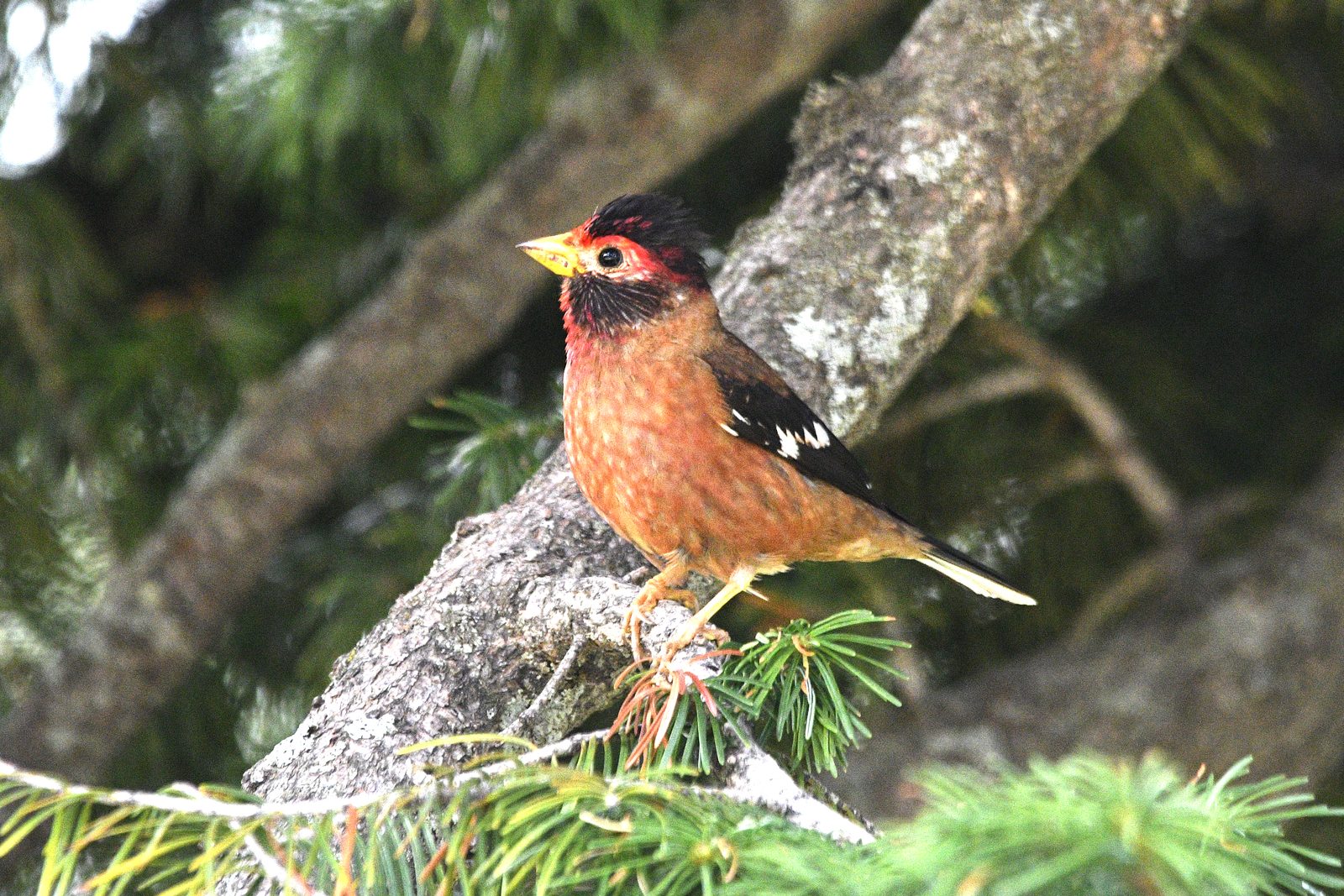 Spectacled Finch