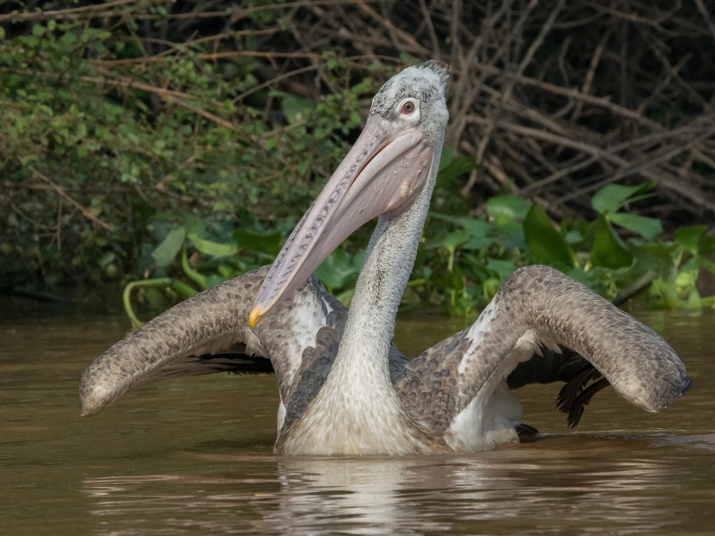 Spot-billed Pelican