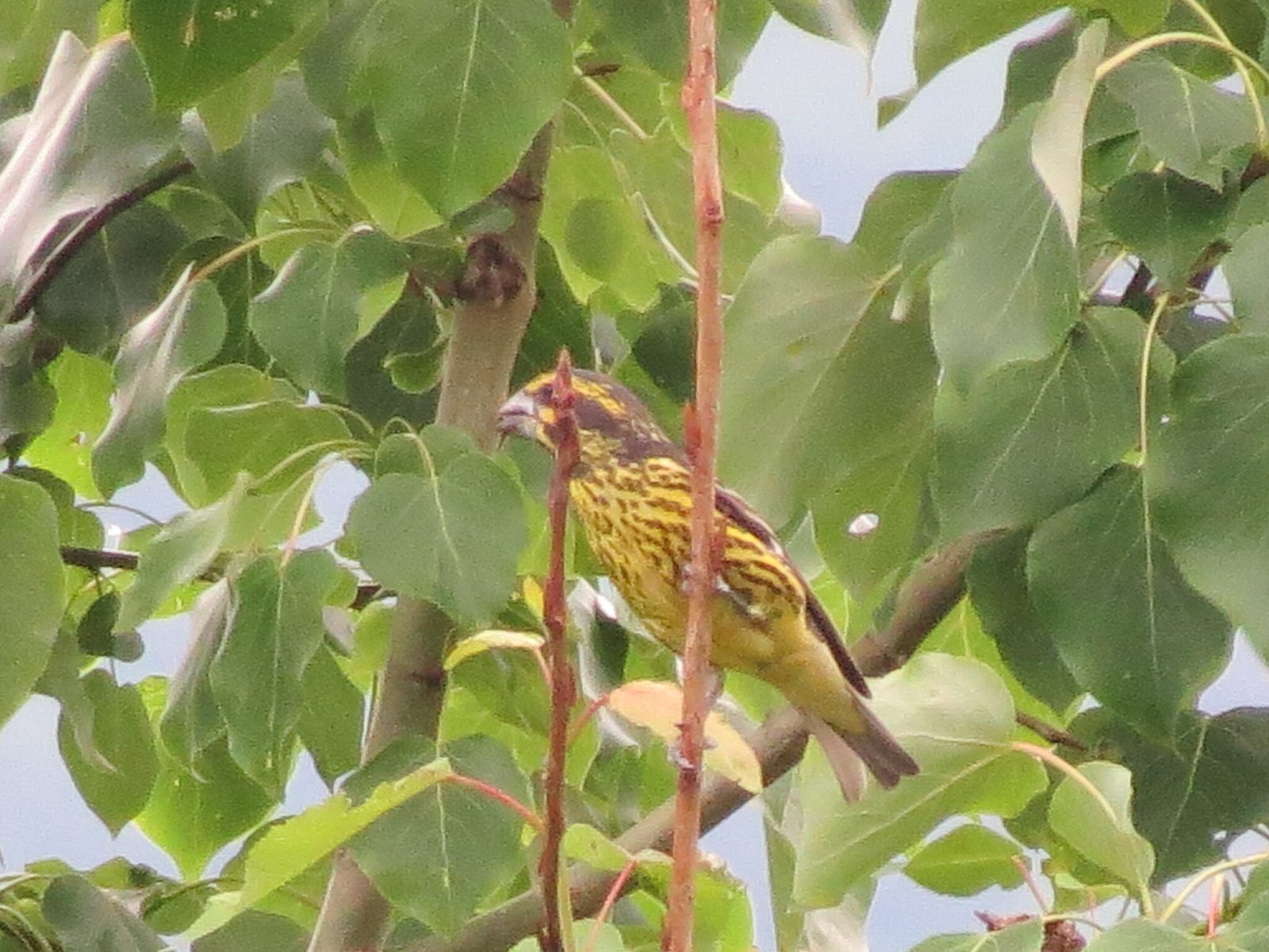 Spot-winged Grosbeak