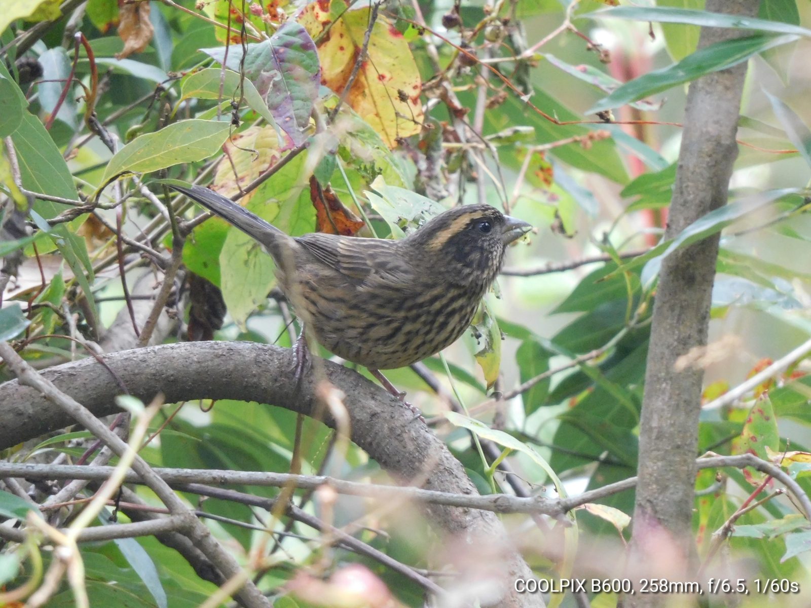 Spot-winged Rosefinch