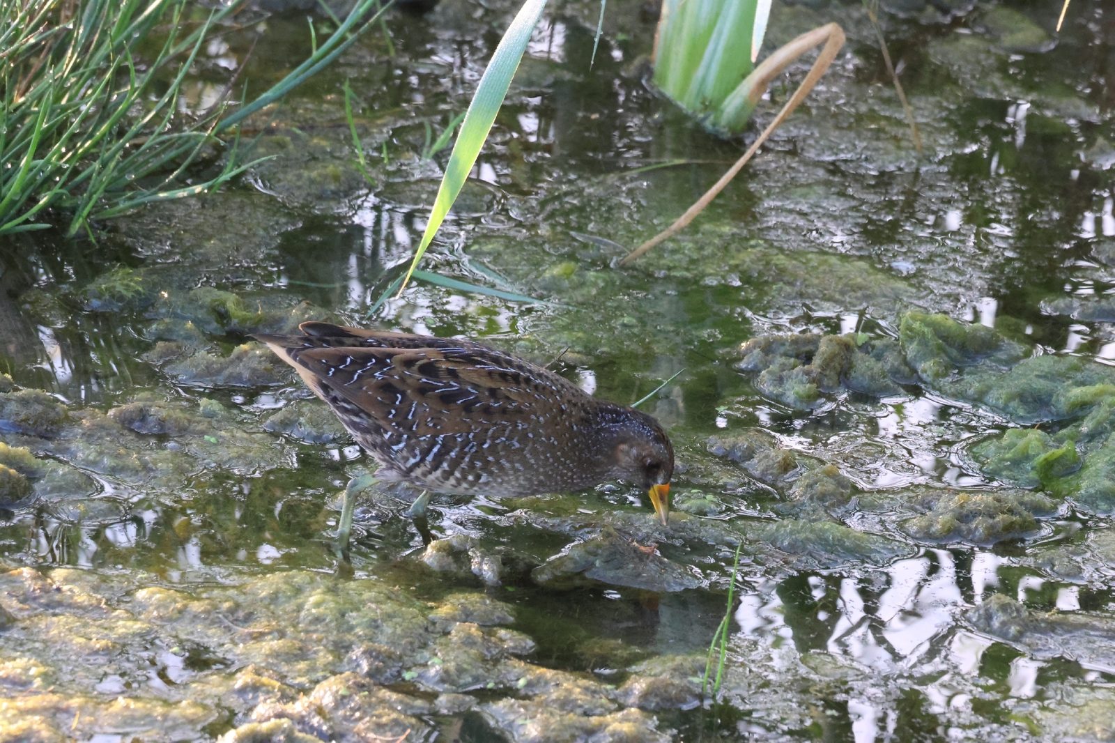 Spotted Crake