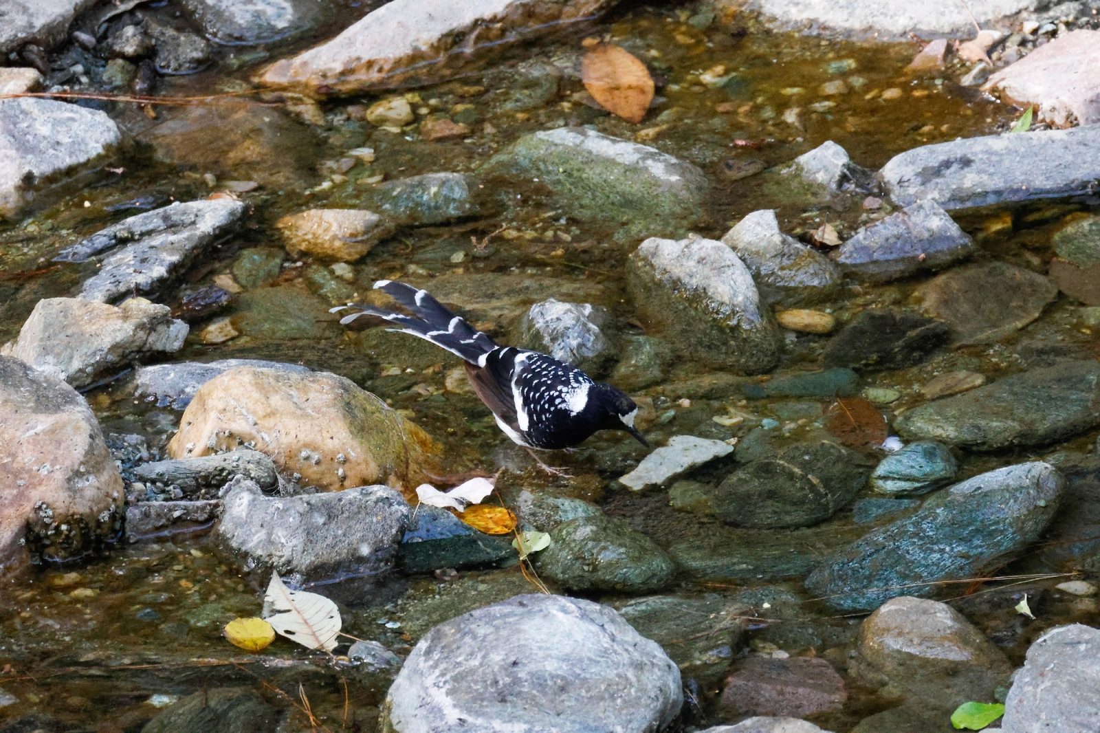 Spotted Forktail