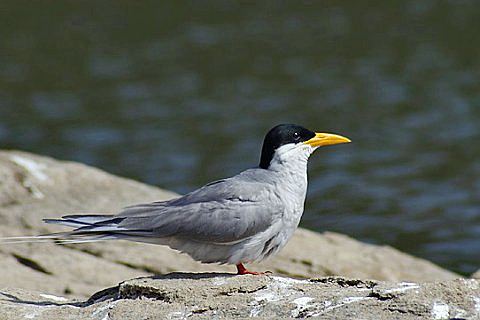River Tern