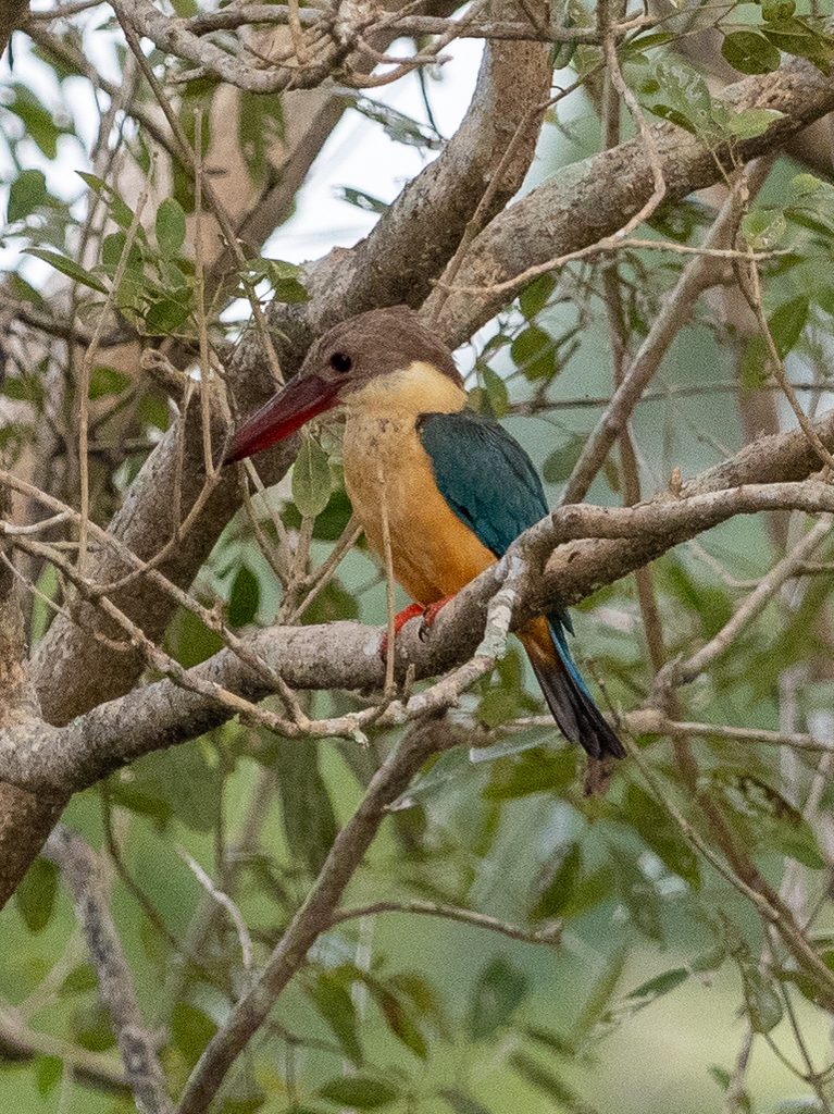 Stork-billed Kingfisher